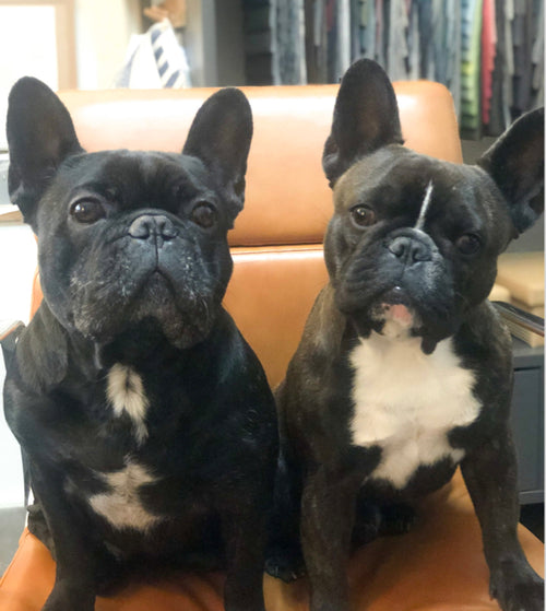 Diesel & Frankie – The actual bosses… so they think anyway!